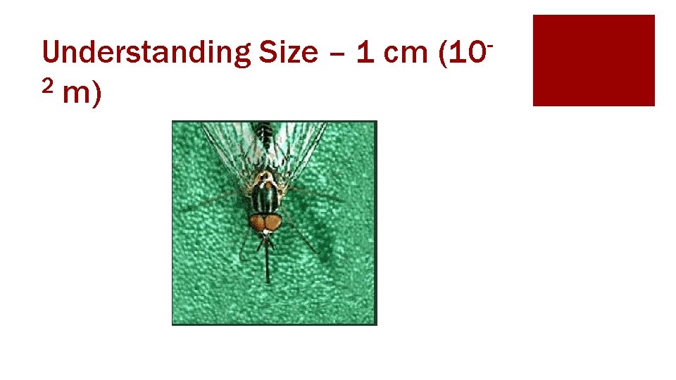 Understanding Size – 1 cm 2 m) (10 