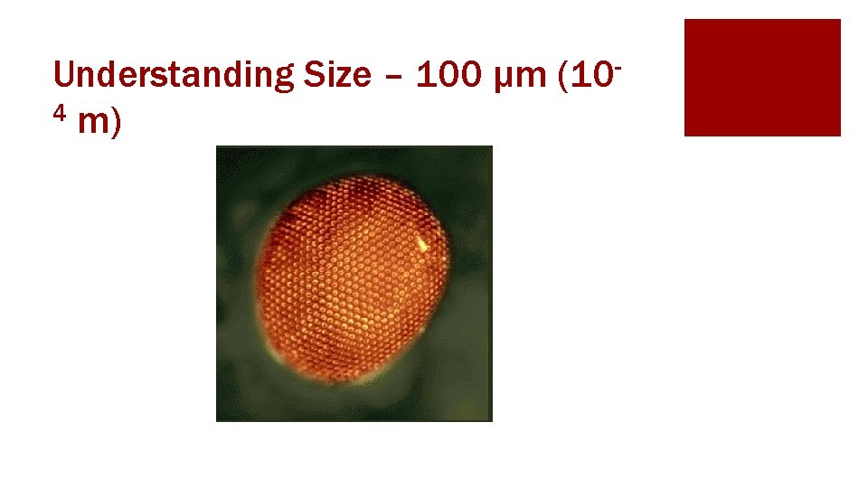 Understanding Size – 100 μm (104 m) 