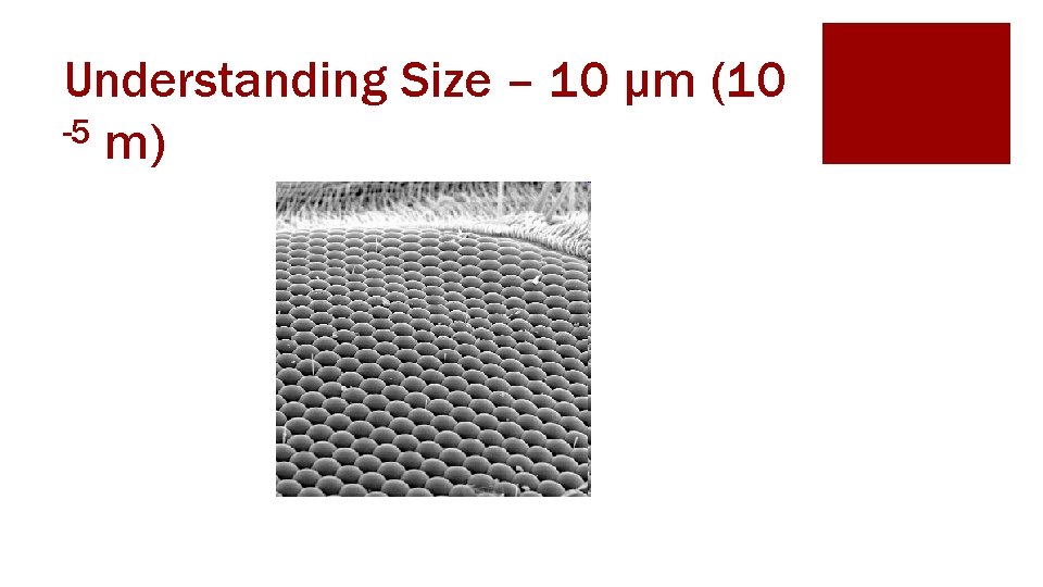 Understanding Size – 10 μm (10 -5 m) 