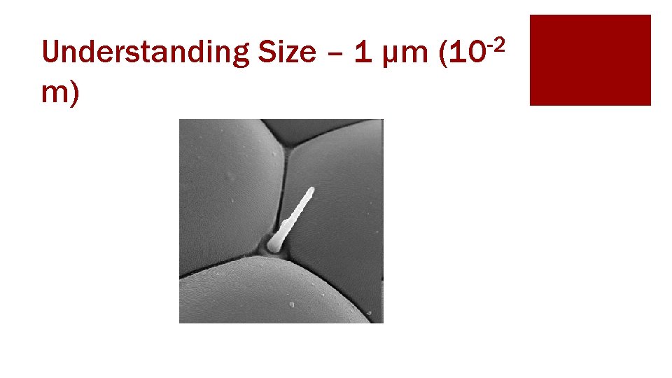 Understanding Size – 1 μm m) -2 (10 