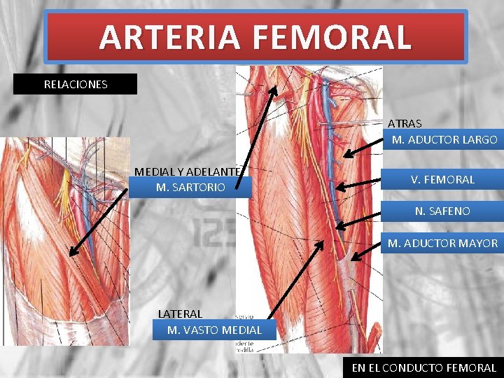ARTERIA FEMORAL RELACIONES ATRAS M. ADUCTOR LARGO MEDIAL Y ADELANTE M. SARTORIO V. FEMORAL