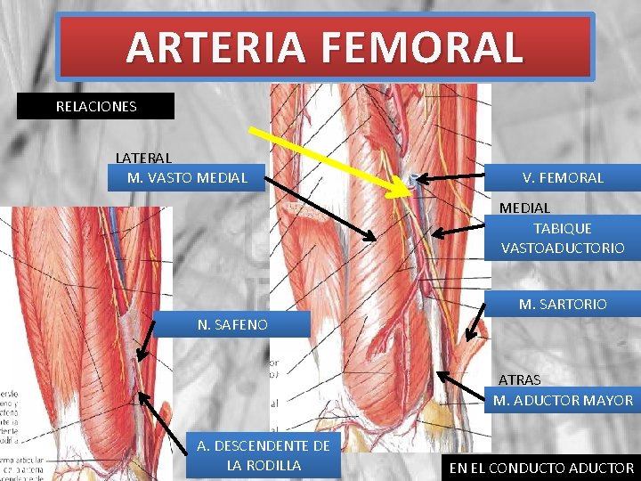 ARTERIA FEMORAL RELACIONES LATERAL M. VASTO MEDIAL V. FEMORAL MEDIAL TABIQUE VASTOADUCTORIO M. SARTORIO