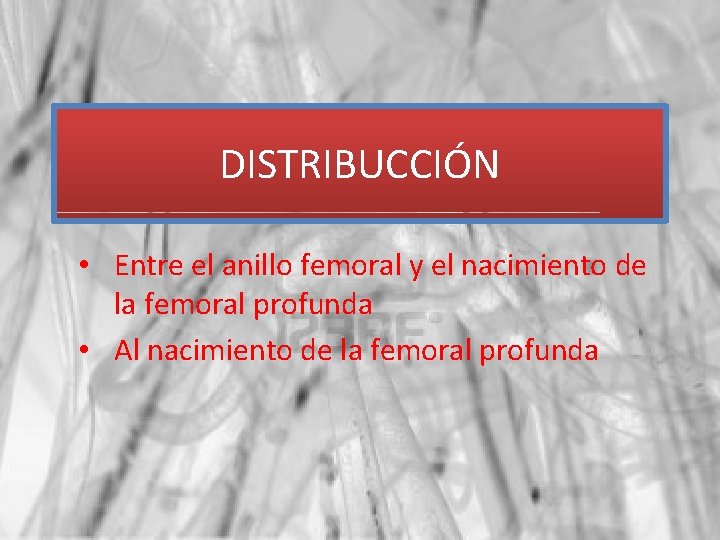 DISTRIBUCCIÓN • Entre el anillo femoral y el nacimiento de la femoral profunda •