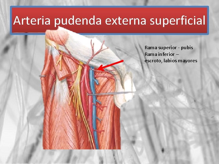 Arteria pudenda externa superficial Rama superior - pubis Rama inferior – escroto, labios mayores