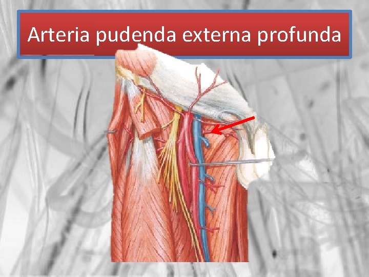 Arteria pudenda externa profunda 