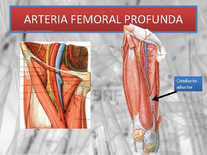 ARTERIA FEMORAL PROFUNDA Conducto aductor 