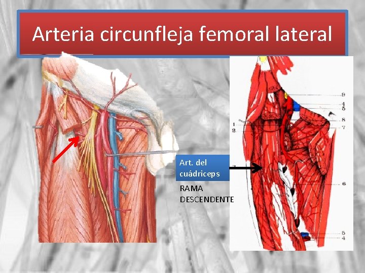 Arteria circunfleja femoral lateral Art. del cuádriceps RAMA DESCENDENTE 