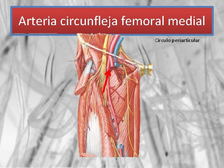 Arteria circunfleja femoral medial Círculo periarticular 