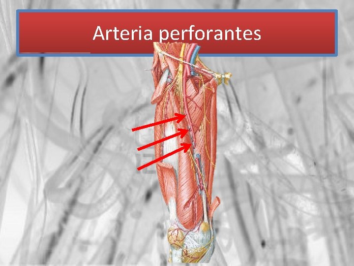 Arteria perforantes 