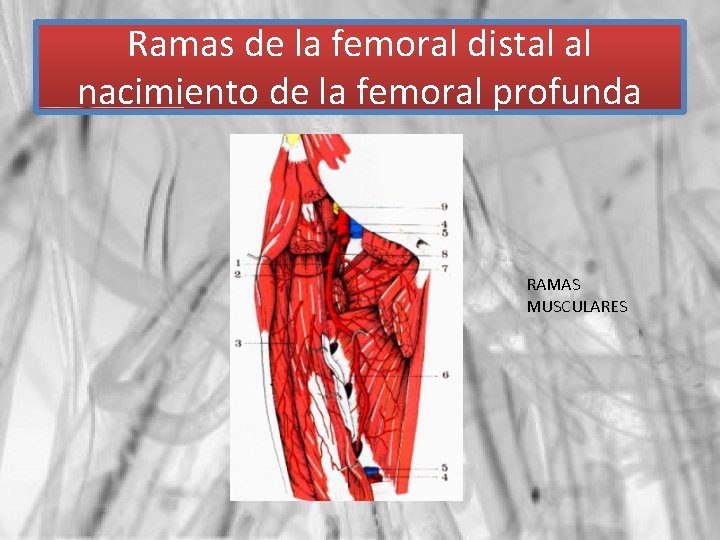 Ramas de la femoral distal al nacimiento de la femoral profunda RAMAS MUSCULARES 