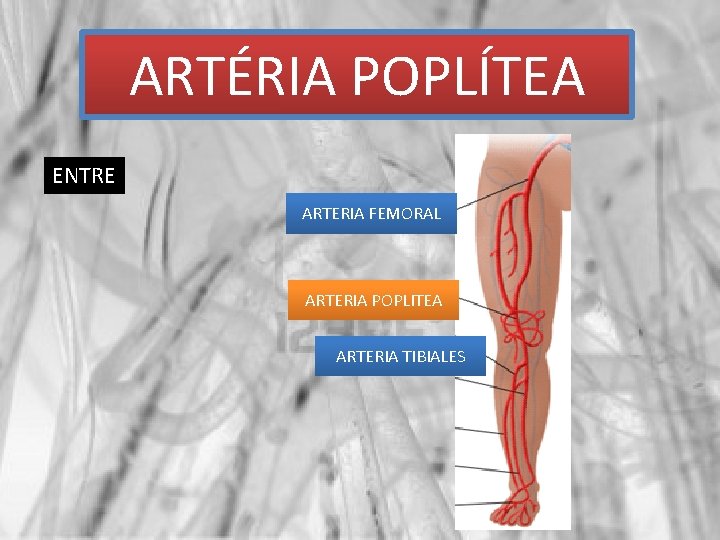 ARTÉRIA POPLÍTEA ENTRE ARTERIA FEMORAL ARTERIA POPLITEA ARTERIA TIBIALES 