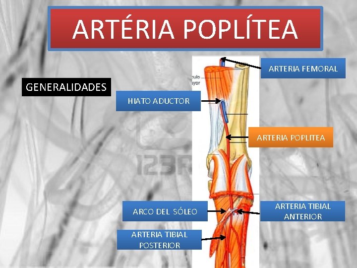 ARTÉRIA POPLÍTEA ARTERIA FEMORAL GENERALIDADES HIATO ADUCTOR ARTERIA POPLITEA ARCO DEL SÓLEO ARTERIA TIBIAL