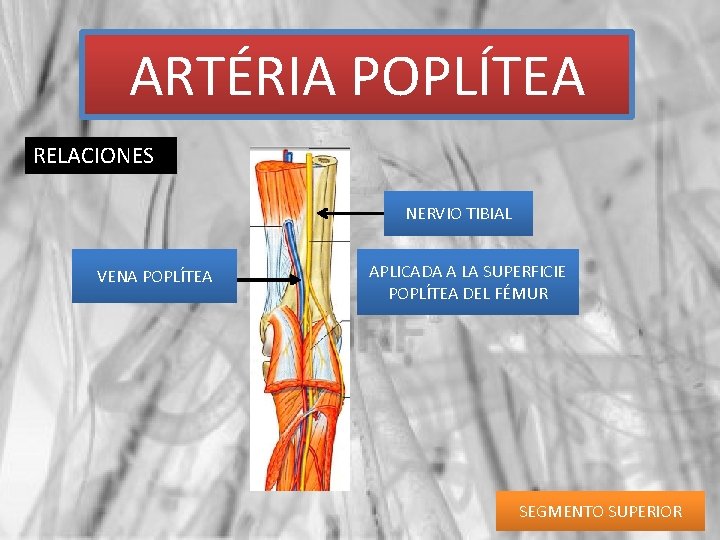ARTÉRIA POPLÍTEA RELACIONES NERVIO TIBIAL VENA POPLÍTEA APLICADA A LA SUPERFICIE POPLÍTEA DEL FÉMUR