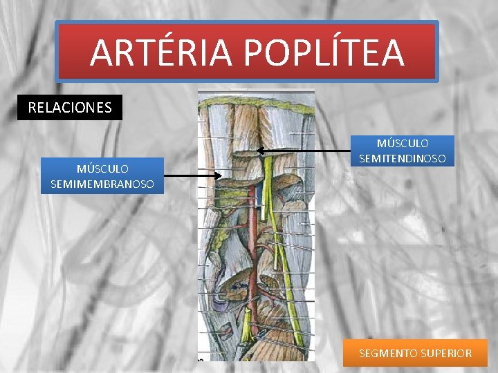 ARTÉRIA POPLÍTEA RELACIONES MÚSCULO SEMIMEMBRANOSO MÚSCULO SEMITENDINOSO SEGMENTO SUPERIOR 