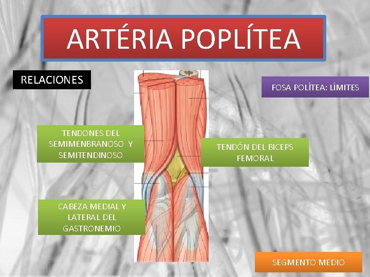 ARTÉRIA POPLÍTEA RELACIONES TENDONES DEL SEMIMENBRANOSO Y SEMITENDINOSO FOSA POLÍTEA: LÍMITES TENDÓN DEL BICEPS