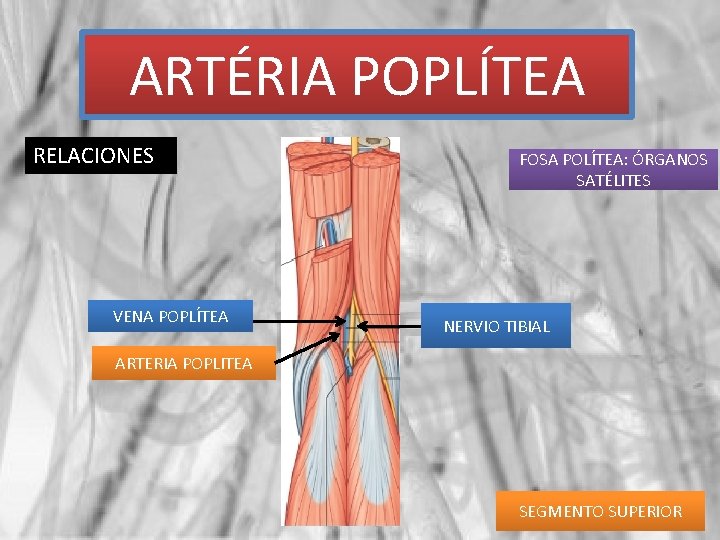 ARTÉRIA POPLÍTEA RELACIONES VENA POPLÍTEA FOSA POLÍTEA: ÓRGANOS SATÉLITES NERVIO TIBIAL ARTERIA POPLITEA SEGMENTO