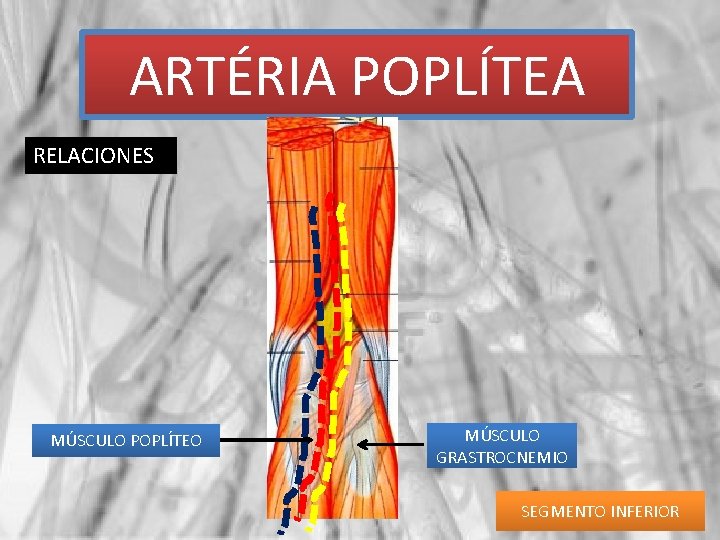 ARTÉRIA POPLÍTEA RELACIONES MÚSCULO POPLÍTEO MÚSCULO GRASTROCNEMIO SEGMENTO INFERIOR 