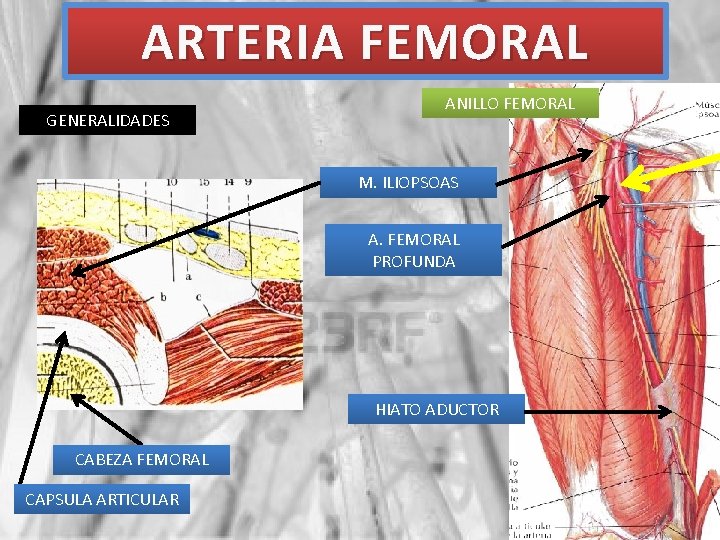 ARTERIA FEMORAL GENERALIDADES ANILLO FEMORAL M. ILIOPSOAS A. FEMORAL PROFUNDA HIATO ADUCTOR CABEZA FEMORAL