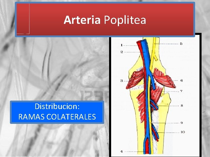 Arteria Poplitea Distribucion: RAMAS COLATERALES 