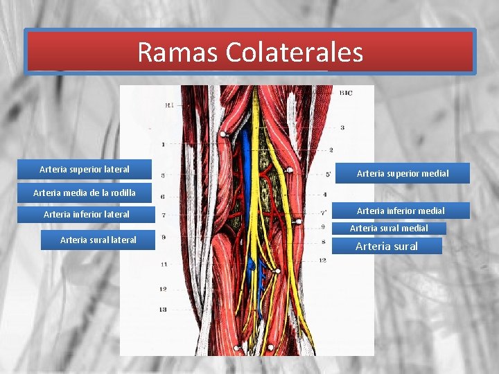 Ramas Colaterales Arteria superior lateral Arteria superior medial Arteria media de la rodilla Arteria