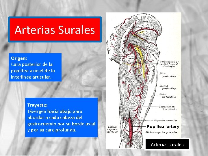 Arterias Surales Origen: Cara posterior de la poplitea a nivel de la interlinea articular.