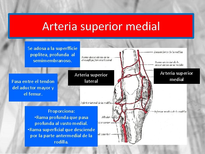 Arteria superior medial Se adosa a la superfficie poplitea, profunda al semimembranoso. Pasa entre
