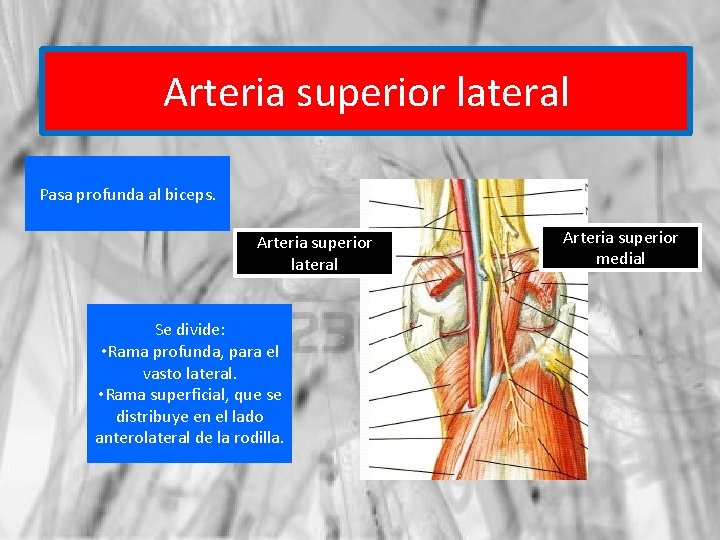 Arteria superior lateral Pasa profunda al biceps. Arteria superior lateral Se divide: • Rama
