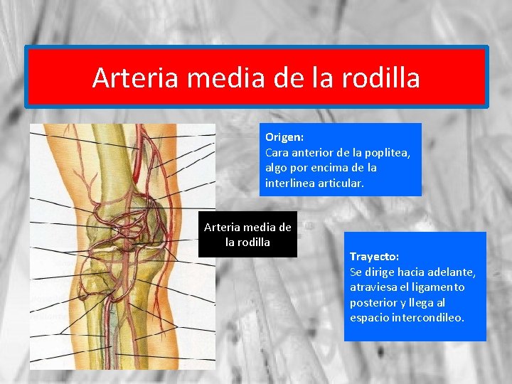Arteria media de la rodilla Origen: Cara anterior de la poplitea, algo por encima