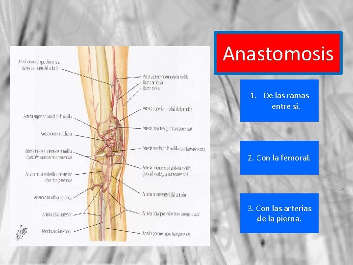 Anastomosis 1. De las ramas entre si. 2. Con la femoral. 3. Con las