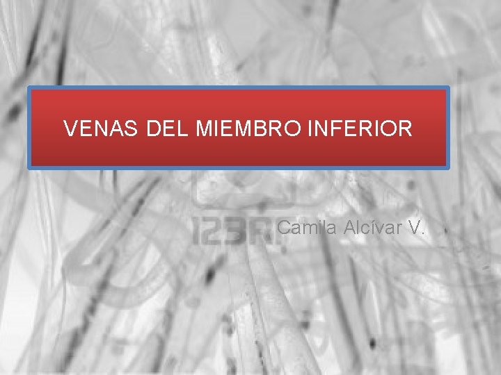 VENAS DEL MIEMBRO INFERIOR Camila Alcívar V. 