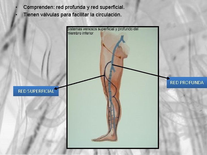  • • Comprenden: red profunda y red superficial. Tienen válvulas para facilitar la