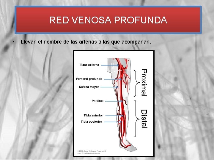 RED VENOSA PROFUNDA • Llevan el nombre de las arterias a las que acompañan.