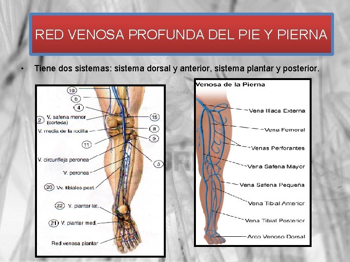 RED VENOSA PROFUNDA DEL PIE Y PIERNA • Tiene dos sistemas: sistema dorsal y