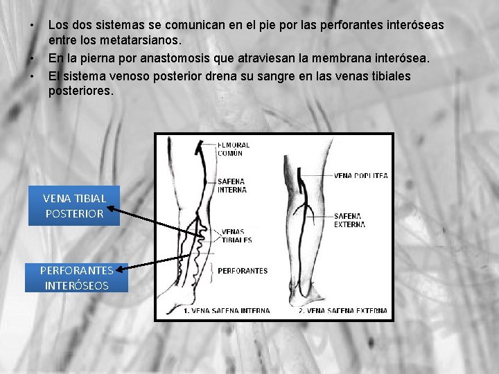  • • • Los dos sistemas se comunican en el pie por las