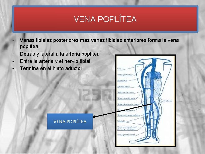 VENA POPLÍTEA • • Venas tibiales posteriores mas venas tibiales anteriores forma la vena