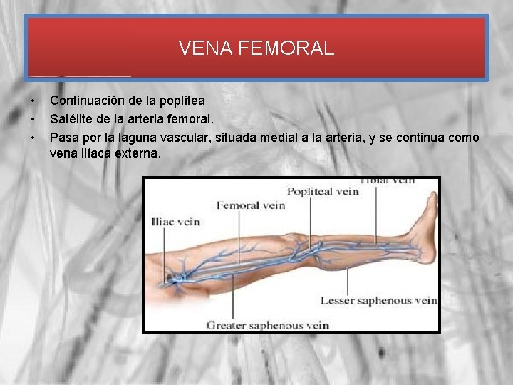 VENA FEMORAL • • • Continuación de la poplítea Satélite de la arteria femoral.