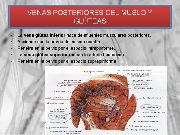 VENAS POSTERIORES DEL MUSLO Y GLÚTEAS • • • La vena glútea inferior nace
