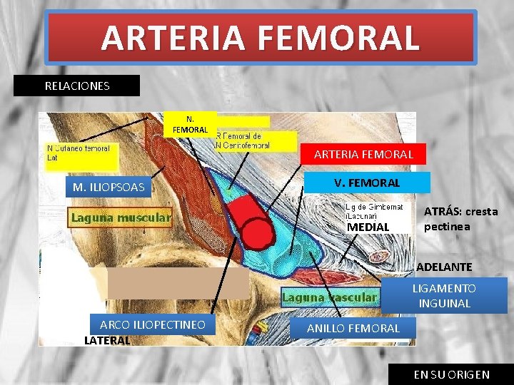 ARTERIA FEMORAL RELACIONES N. FEMORAL ARTERIA FEMORAL M. ILIOPSOAS V. FEMORAL MEDIAL ATRÁS: cresta