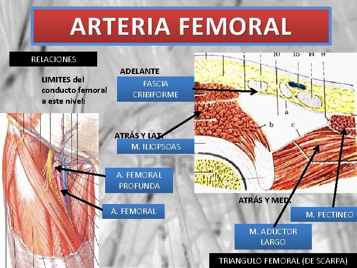 ARTERIA FEMORAL RELACIONES LIMITES del conducto femoral a este nivel: ADELANTE FASCIA CRIBIFORME ATRÁS