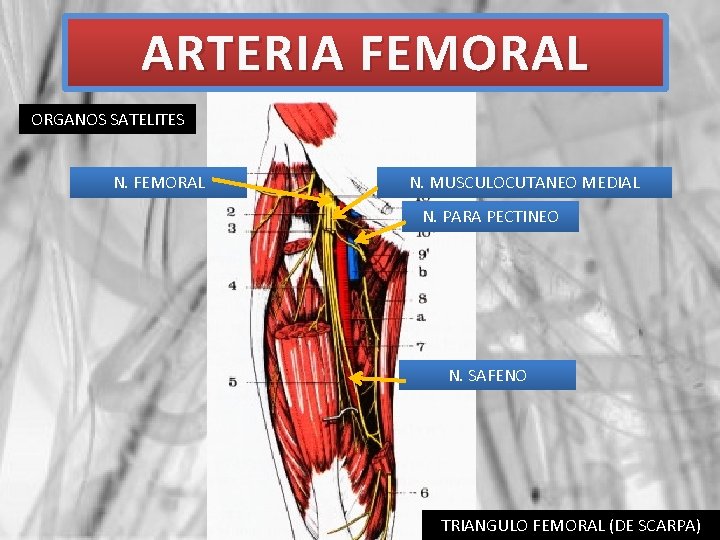 ARTERIA FEMORAL ORGANOS SATELITES N. FEMORAL N. MUSCULOCUTANEO MEDIAL N. PARA PECTINEO N. SAFENO
