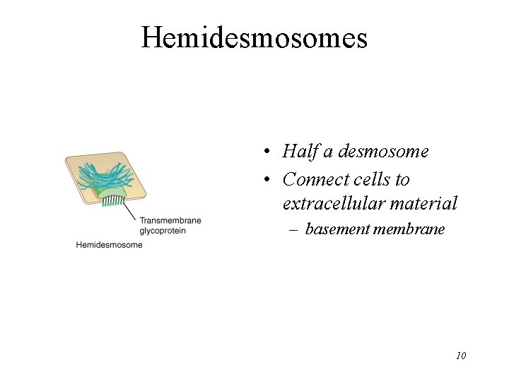 Hemidesmosomes • Half a desmosome • Connect cells to extracellular material – basement membrane