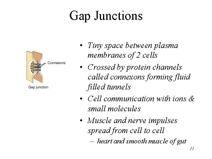 Gap Junctions • Tiny space between plasma membranes of 2 cells • Crossed by