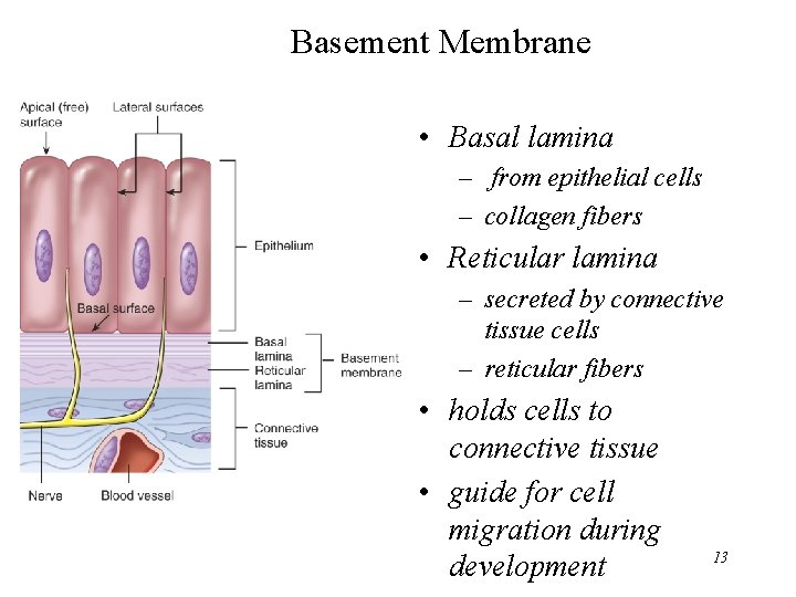 Basement Membrane • Basal lamina – from epithelial cells – collagen fibers • Reticular