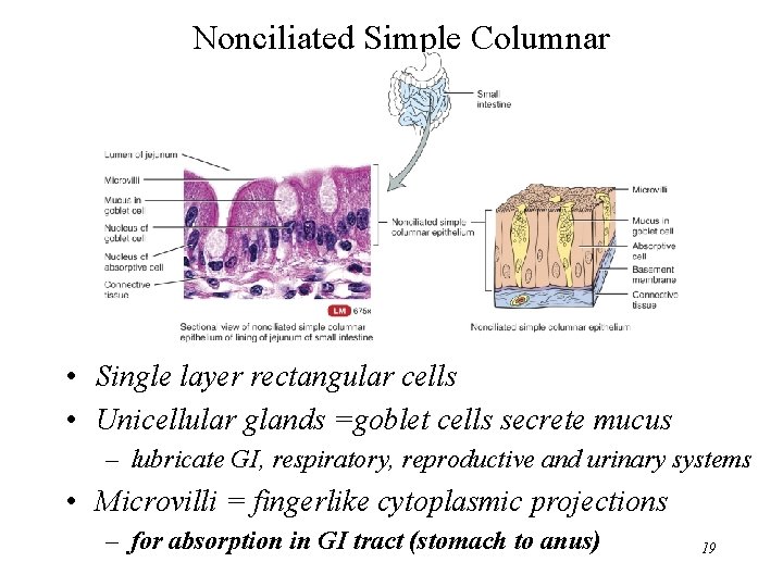 Nonciliated Simple Columnar • Single layer rectangular cells • Unicellular glands =goblet cells secrete