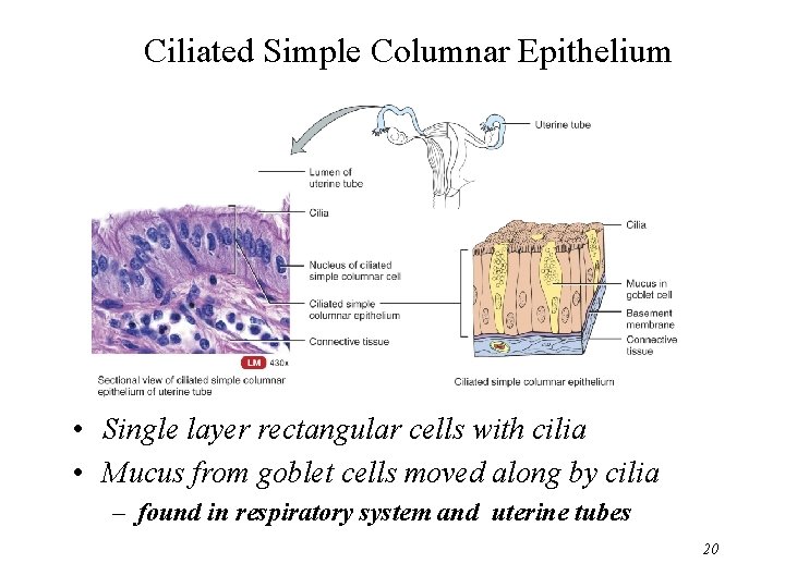 Ciliated Simple Columnar Epithelium • Single layer rectangular cells with cilia • Mucus from