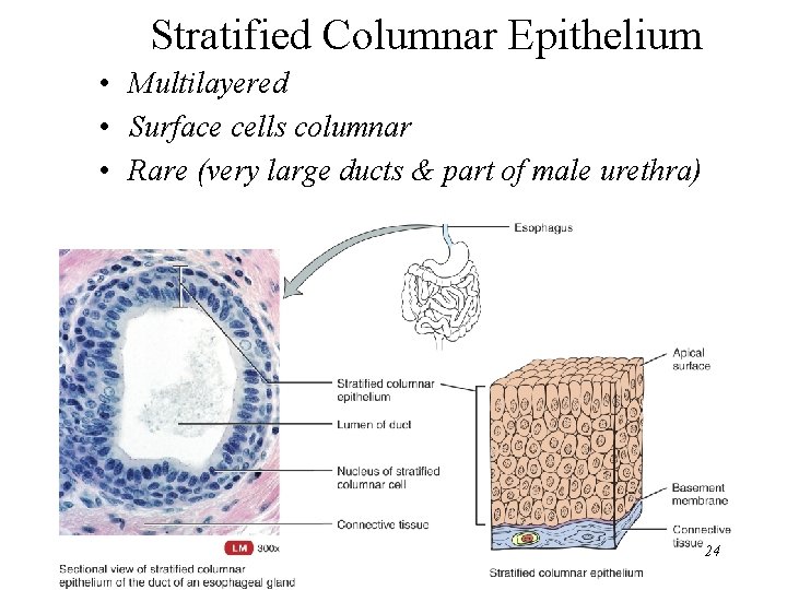 Stratified Columnar Epithelium • Multilayered • Surface cells columnar • Rare (very large ducts