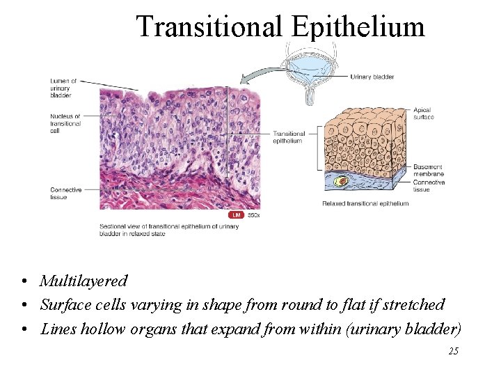 Transitional Epithelium • Multilayered • Surface cells varying in shape from round to flat