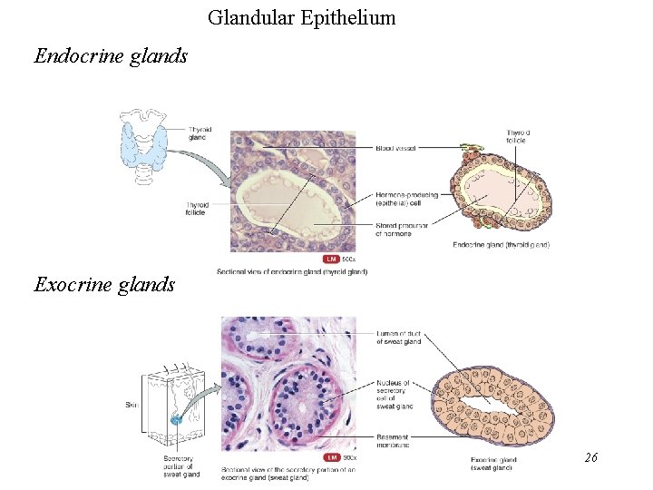 Glandular Epithelium Endocrine glands Exocrine glands 26 