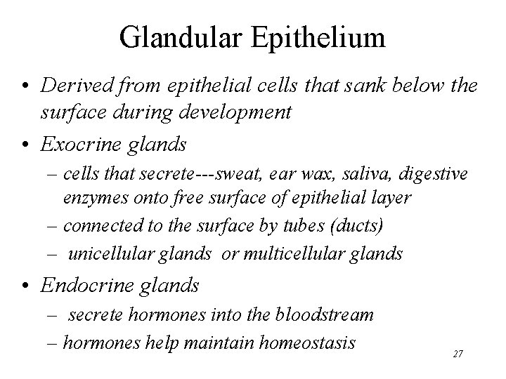 Glandular Epithelium • Derived from epithelial cells that sank below the surface during development