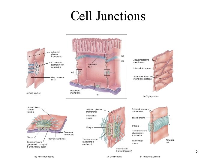 Cell Junctions 6 